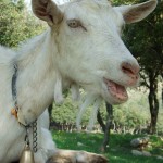 Free range goats of the Corbieres