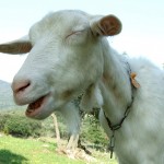 Free range goats of the Corbieres